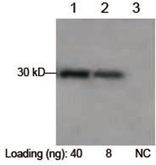 Rabbit Anti-MAT-tag Polyclonal Antibody Rabbit Anti-MAT-tag Polyclonal Antibody