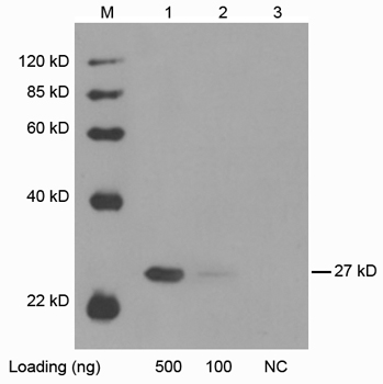 Mouse anti GFP [HRP] Monoclonal Antibody Western Blot