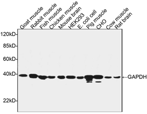 Goat Anti-GAPDH [HRP] Polyclonal Antibody Western blot