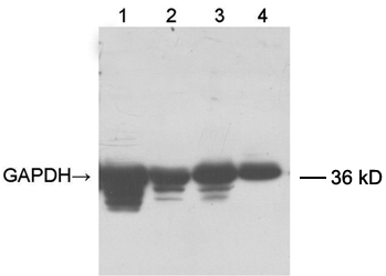 Goat Anti-GAPDH [Biotin] Polyclonal Antibody western blot
