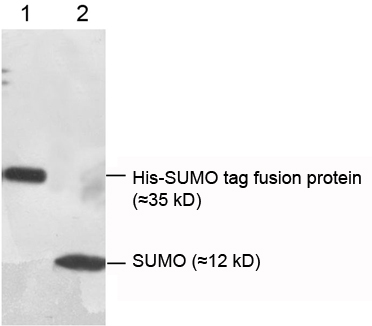 Rabbit Anti-SUMO-tag Polyclonal Antibody Western blot Rabbit Anti-SUMO-tag Polyclonal Antibody Western blot