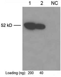 THETM Anti-c-Myc-tag Monoclonal Antibody (Mouse) using One-Step Western<sup>TM</sup> Blot Kit