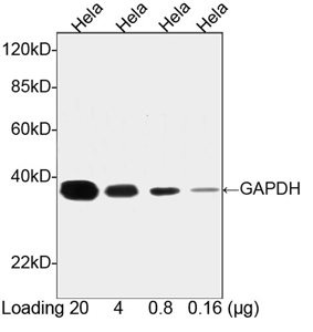 Goat Anti-GAPDH [HRP] Polyclonal Antibody