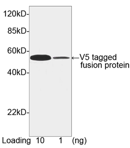 Rabbit Anti-V5-tag Polyclonal Antibody Rabbit Anti-V5-tag Polyclonal Antibody
