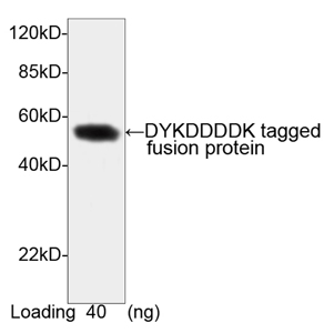 Anti DYKDDDDK-Tag Anti DYKDDDDK-Tag