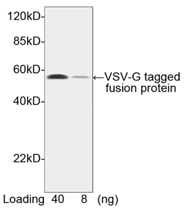 Rabbit Anti-VSV-G-tag Polyclonal Antibody