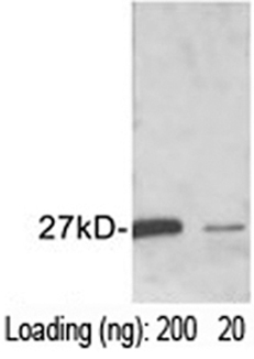 Rabbit Anti-GST-tag Polyclonal Antibody One-Step Western bloting