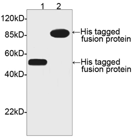 Rabbit Anti-His-tag Polyclonal Antibody One-Step WB Rabbit Anti-His-tag Polyclonal Antibody One-Step WB