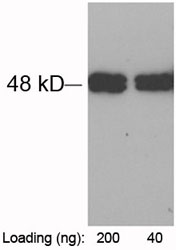 Rabbit Anti-tag•100-tag Polyclonal Antibody One-Step WB Rabbit Anti-tag•100-tag Polyclonal Antibody One-Step WB