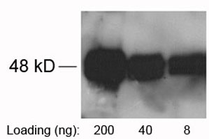 Rabbit Anti-SRT-tag Polyclonal Antibody One-Step WB