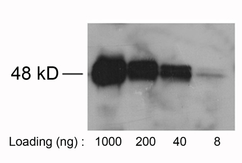 Rabbit Anti-Avi-tag Polyclonal Antibody One-Step WB Rabbit Anti-Avi-tag Polyclonal Antibody One-Step WB
