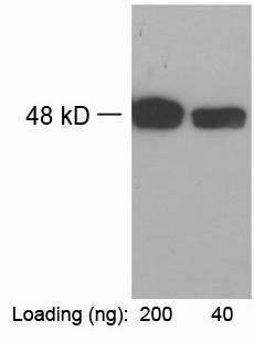 Rabbit Anti-TAP-tag Polyclonal Antibody One-Step WB