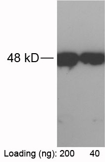 abbit Anti-RFP-tag Polyclonal Antibody One-Step WB Rabbit Anti-RFP-tag Polyclonal Antibody One-Step WB