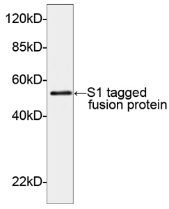 Rabbit Anti-S1-tag Polyclonal Antibody Rabbit Anti-S1-tag Polyclonal Antibody