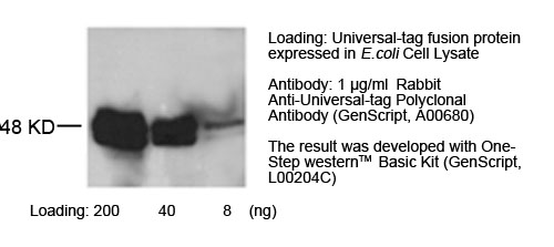 Rabbit Anti-Universal-tag Polyclonal Antibody Rabbit Anti-Universal-tag Polyclonal Antibody