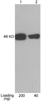 Rabbit Anti-CBP-tag Polyclonal Antibody Rabbit Anti-CBP-tag Polyclonal Antibody
