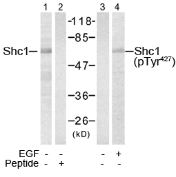 Rabbit Anti-Shc1 (Ab-427) Polyclonal Antibody WB