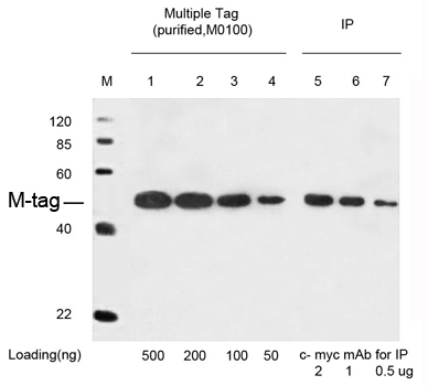 TheTM Anti-c-Myc-tag Monoclonal Antibody (Mouse)