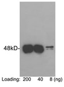 Rabbit Anti-Protein C (HPC4)-tag Polyclonal Antibody Rabbit Anti-Protein C (HPC4)-tag Polyclonal Antibody