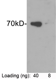Rabbit Anti-SUMO-tag Polyclonal Antibody Rabbit Anti-SUMO-tag Polyclonal Antibody