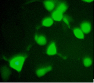 Anti-c-Myc-tag Monoclonal Antibody Mouse