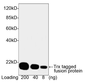 Mouse Anti-Trx-tag Monoclonal Antibody one-step WB Mouse Anti-Trx-tag Monoclonal Antibody one-step WB