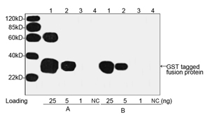 TheTM Anti-GST Monoclonal Antibody (Mouse) one-step WB