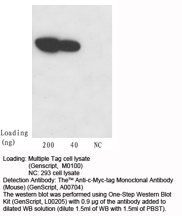 TheTM Anti-c-Myc-tag Monoclonal Antibody (Mouse) one-step WB