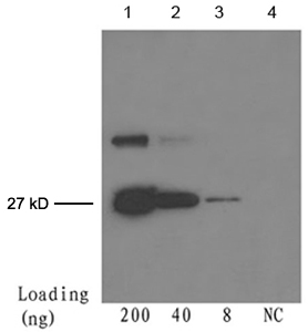 Mouse Anti-cGFP-tag Monoclonal Antibody one-step WB Mouse Anti-cGFP-tag Monoclonal Antibody one-step WB