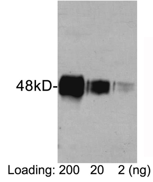 Rabbit Anti-HAT-tag Polyclonal Antibody, western blot analysis
