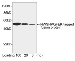 Rabbit Anti-Strep-tag II Polyclonal Antibody WB Rabbit Anti-Strep-tag II Polyclonal Antibody WB