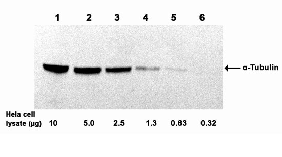 Examples of using ONE-HOUR Western<sup>TM</sup> GST Blot Kit