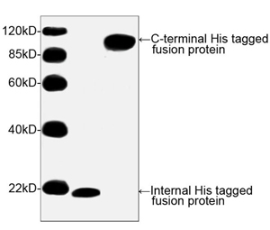 Rabbit Anti-His-tag Polyclonal Antibody WB Rabbit Anti-His-tag Polyclonal Antibody WB
