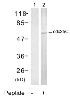 Rabbit Anti-cdc25C (Ab-216) Polyclonal Antibody WB Rabbit Anti-cdc25C (Ab-216) Polyclonal Antibody WB