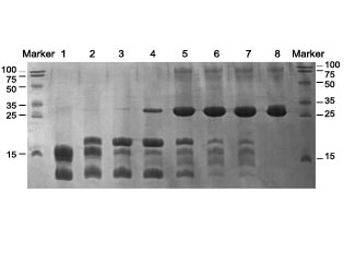 Recombinant Porcine Enterokinase