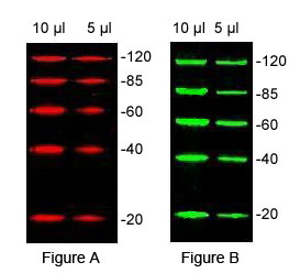 Protein Marker for Fluorecent Western Blotting,Odyssey Infrared Imaging system