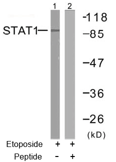 Rabbit Anti-STAT1 (Ab-727) Polyclonal Antibody WB