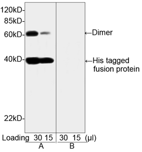 THETM Anti-His Monoclonal Antibody compare 2 THETM Anti-His Monoclonal Antibody compare 2