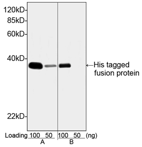 THETM Anti-His Monoclonal Antibody compare 1 THETM Anti-His Monoclonal Antibody compare 1
