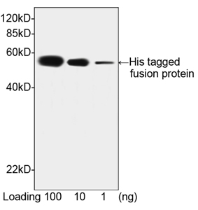 THETM Anti-His Monoclonal Antibody WB2 THETM Anti-His Monoclonal Antibody WB1