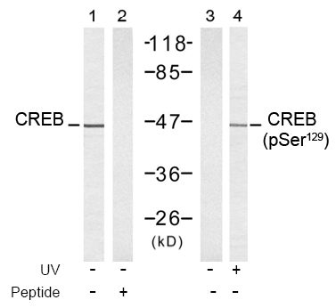 Rabbit Anti-CREB (Phospho-Ser129) Polyclonal Antibody WB Rabbit Anti-CREB (Phospho-Ser129) Polyclonal Antibody WB