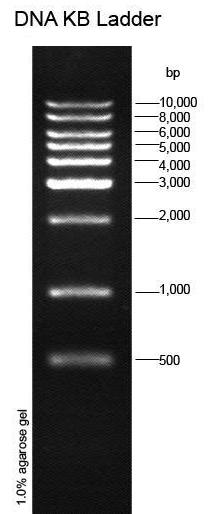 Prestained DNA KB Ladder 