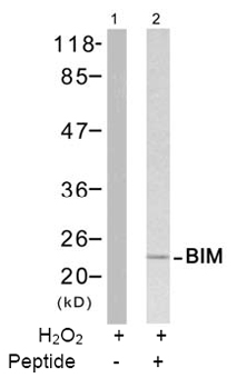 Rabbit Anti-BIM (Ab-65) Polyclonal Antibody WB Rabbit Anti-BIM (Ab-65) Polyclonal Antibody WB