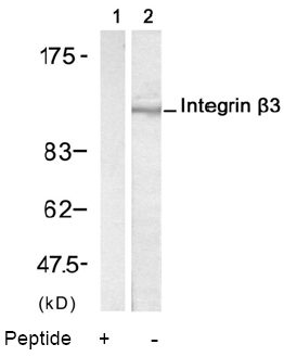 Rabbit Anti-Integrin β3 (Ab-773) Polyclonal Antibody