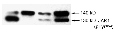 Rabbit Anti-JAK1 (Phospho-Tyr1022) Polyclonal Antibody WB