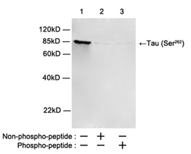 Rabbit Anti-Tau (Ser262) Polyclonal Antibody