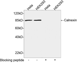 Rabbit Anti-Calnexin Polyclonal Antibody WB