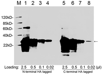 Goat Anti-HA-tag Polyclonal Antibody