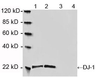 Rabbit Anti-DJ-1 Polyclonal Antibody WB1