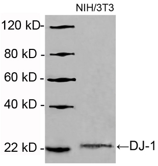 Rabbit Anti-DJ-1 Polyclonal Antibody WB2